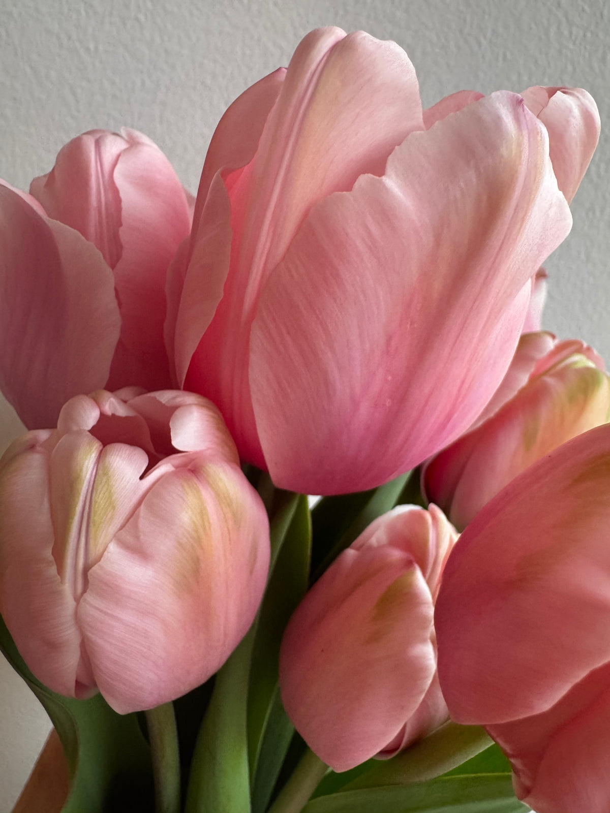 Salmon Impression Tulips (10 bulbs)