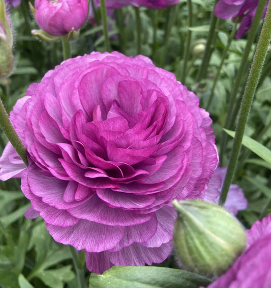 Ranunculus - Romance Loubeyres (5 corms)