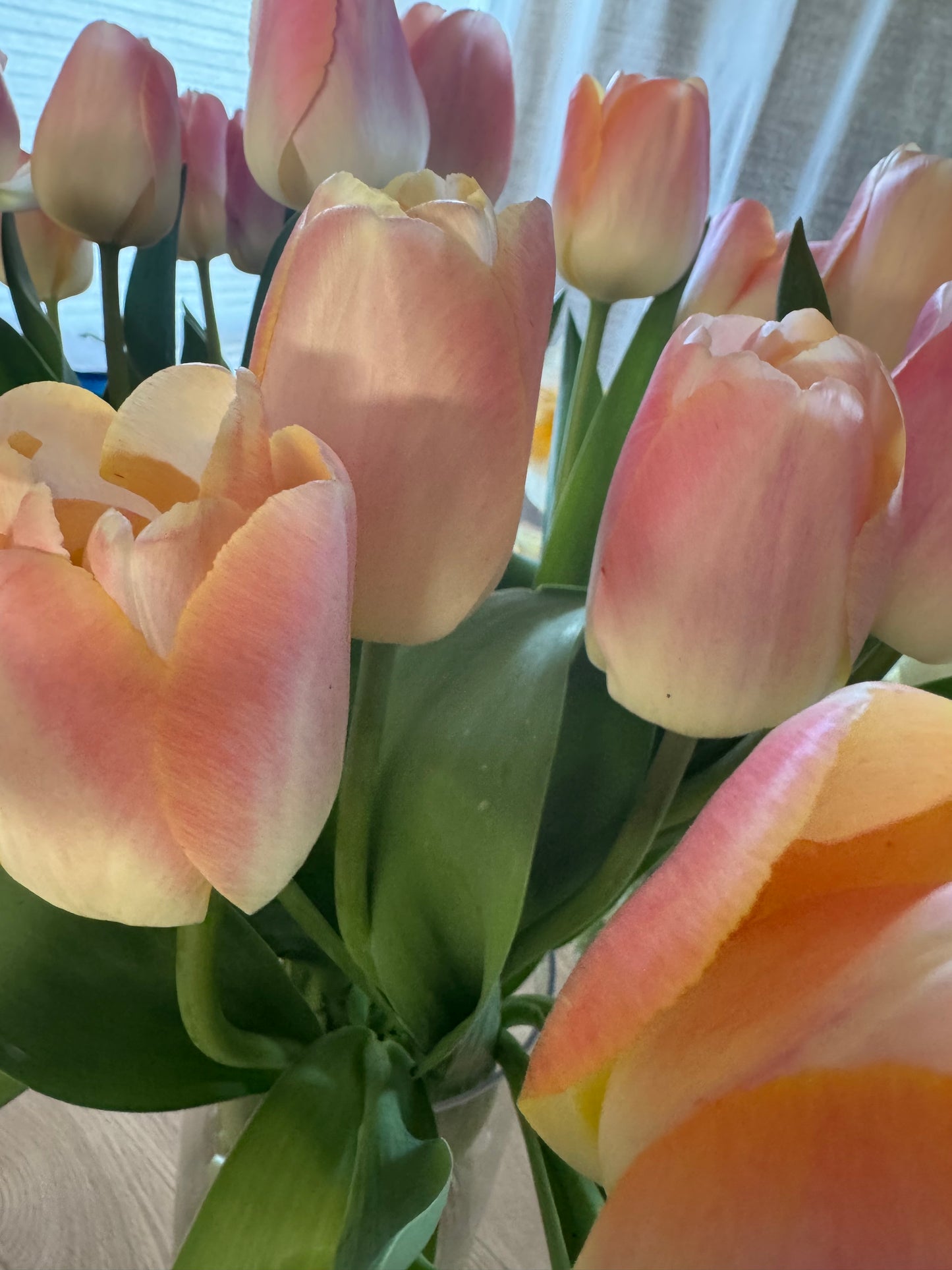 Mango Charm Tulip (10 bulbs)