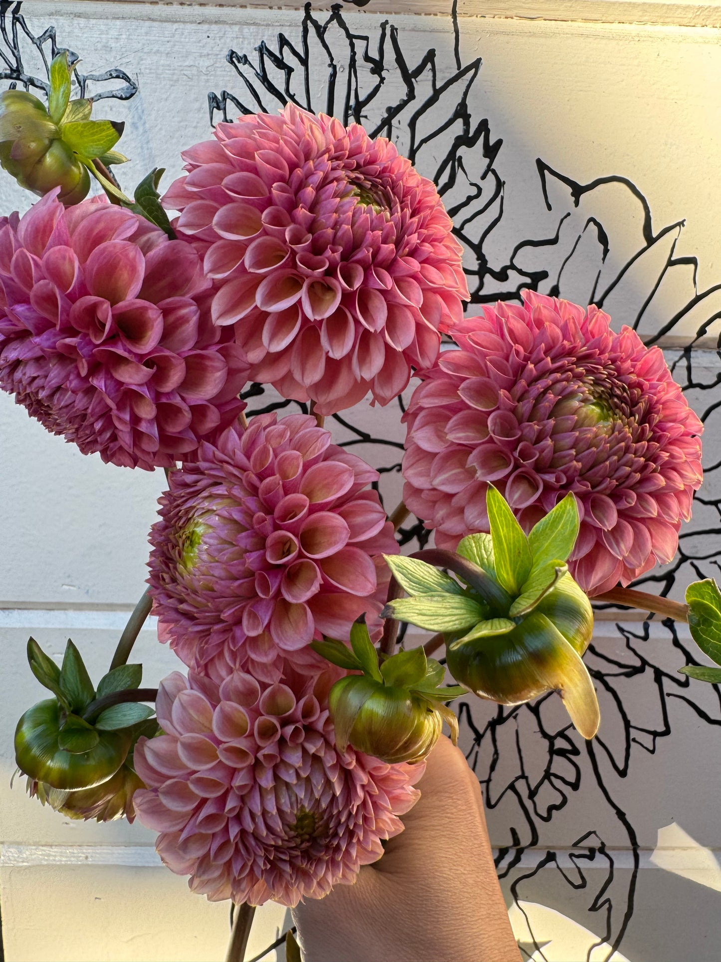 A handful of Bracken Rose dahlias.