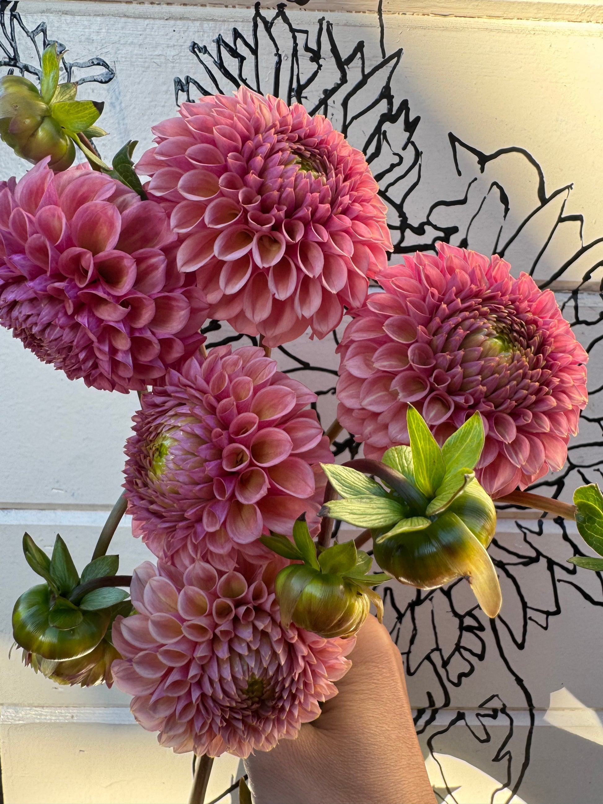 A handful of Bracken Rose dahlias.