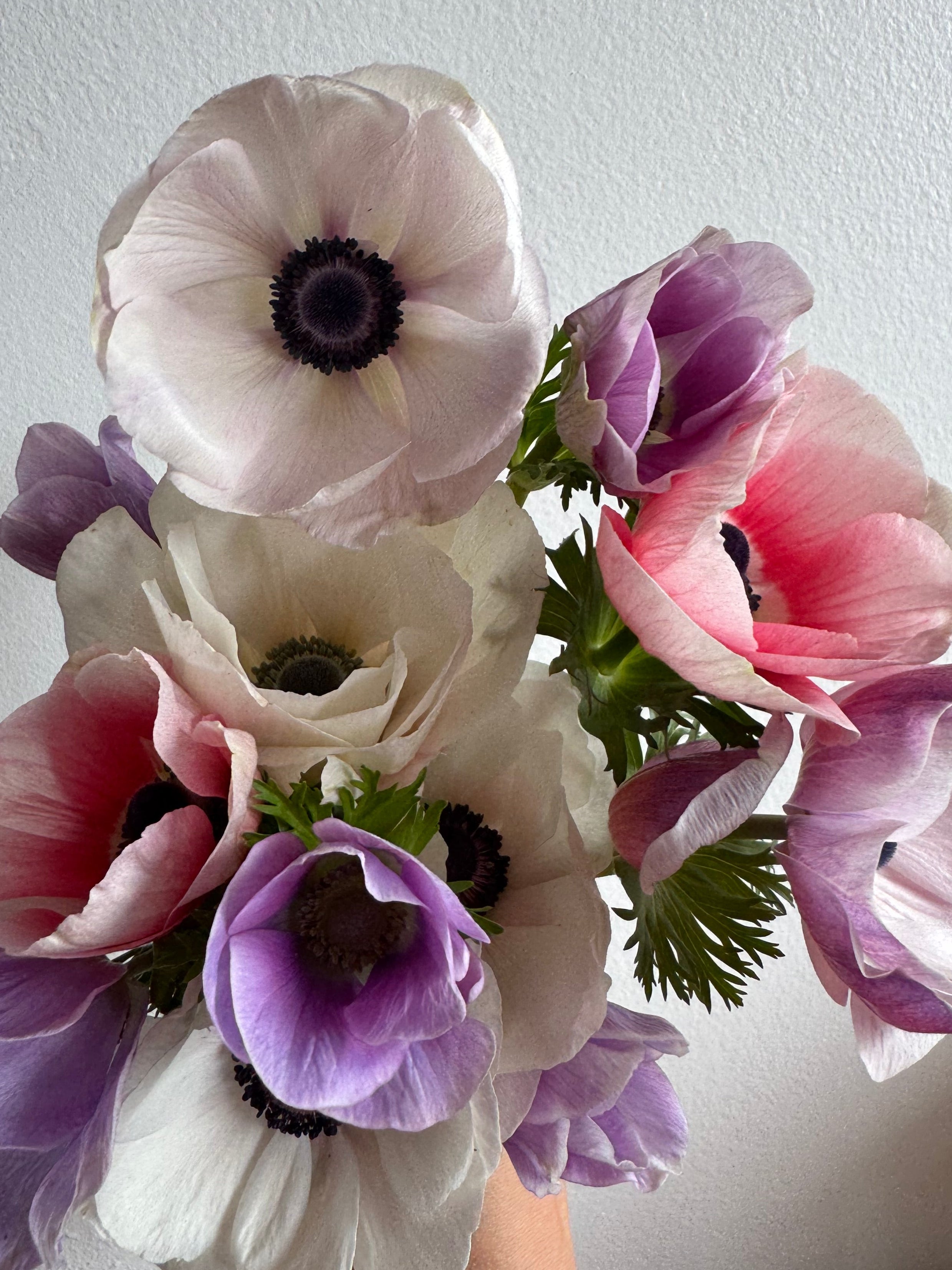 Bouquet of flowers including white, pink, and pastel-colored anemones on a light background.