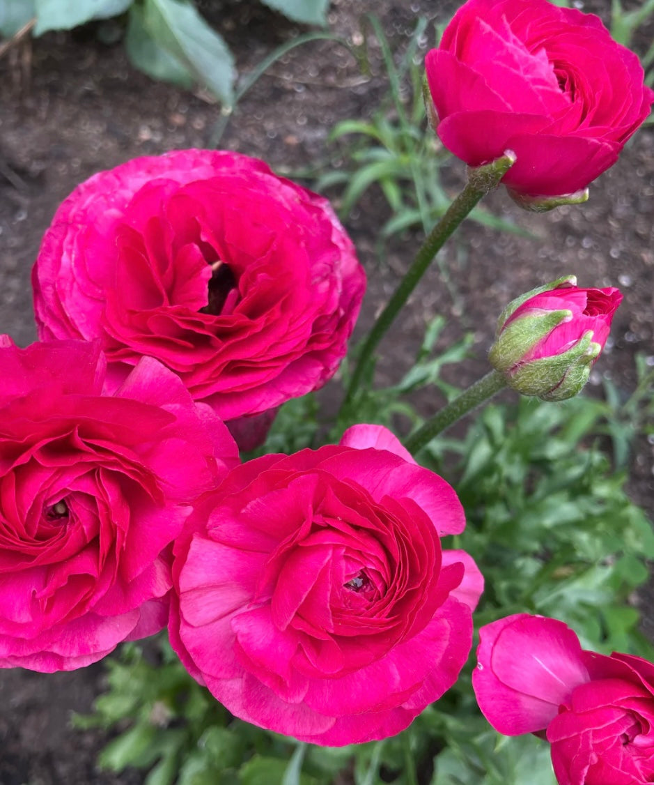 Ranunculus - Romance Mercury (5 corms)