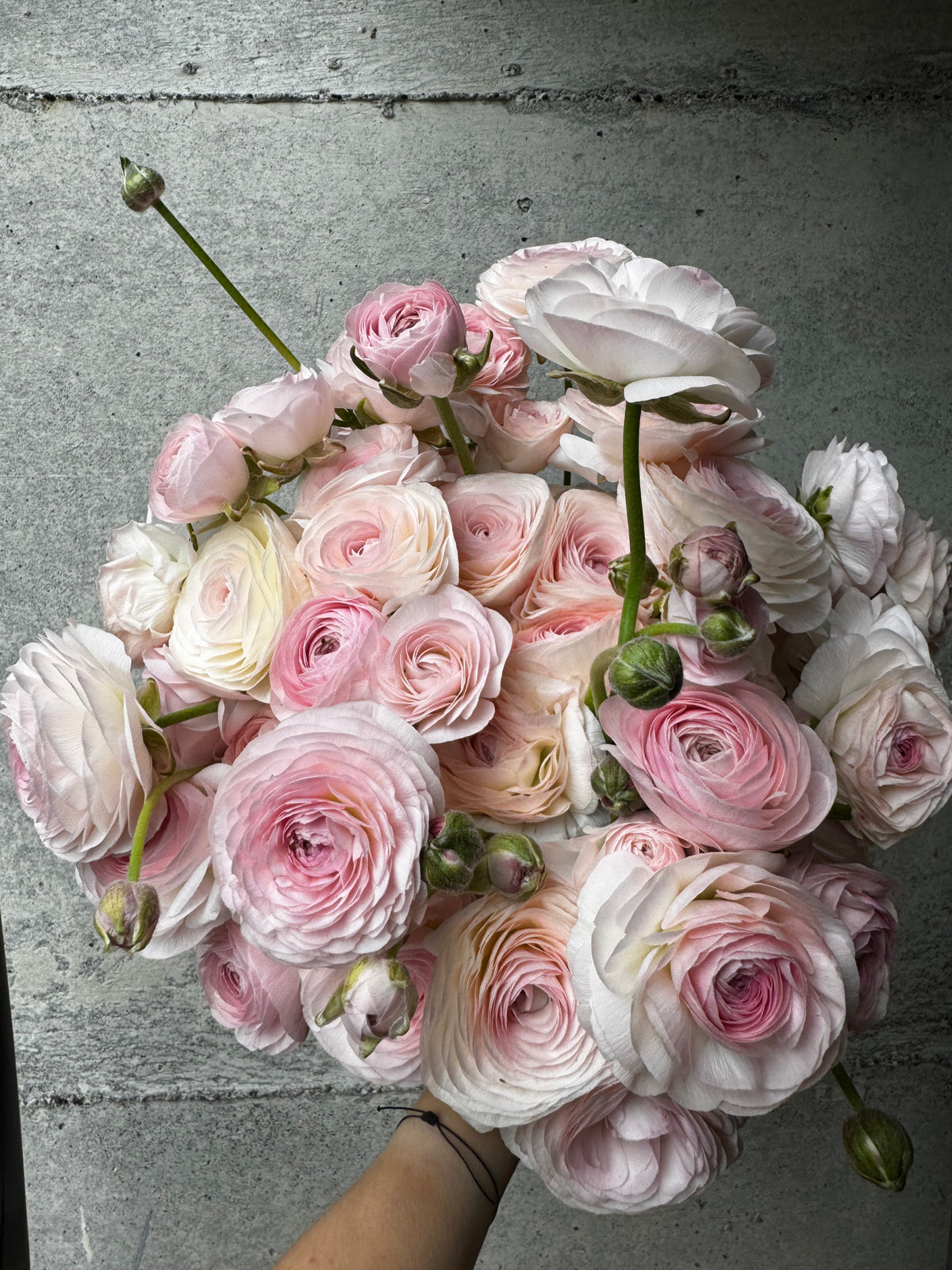 Romance Seine Ranunculus (5 corms)