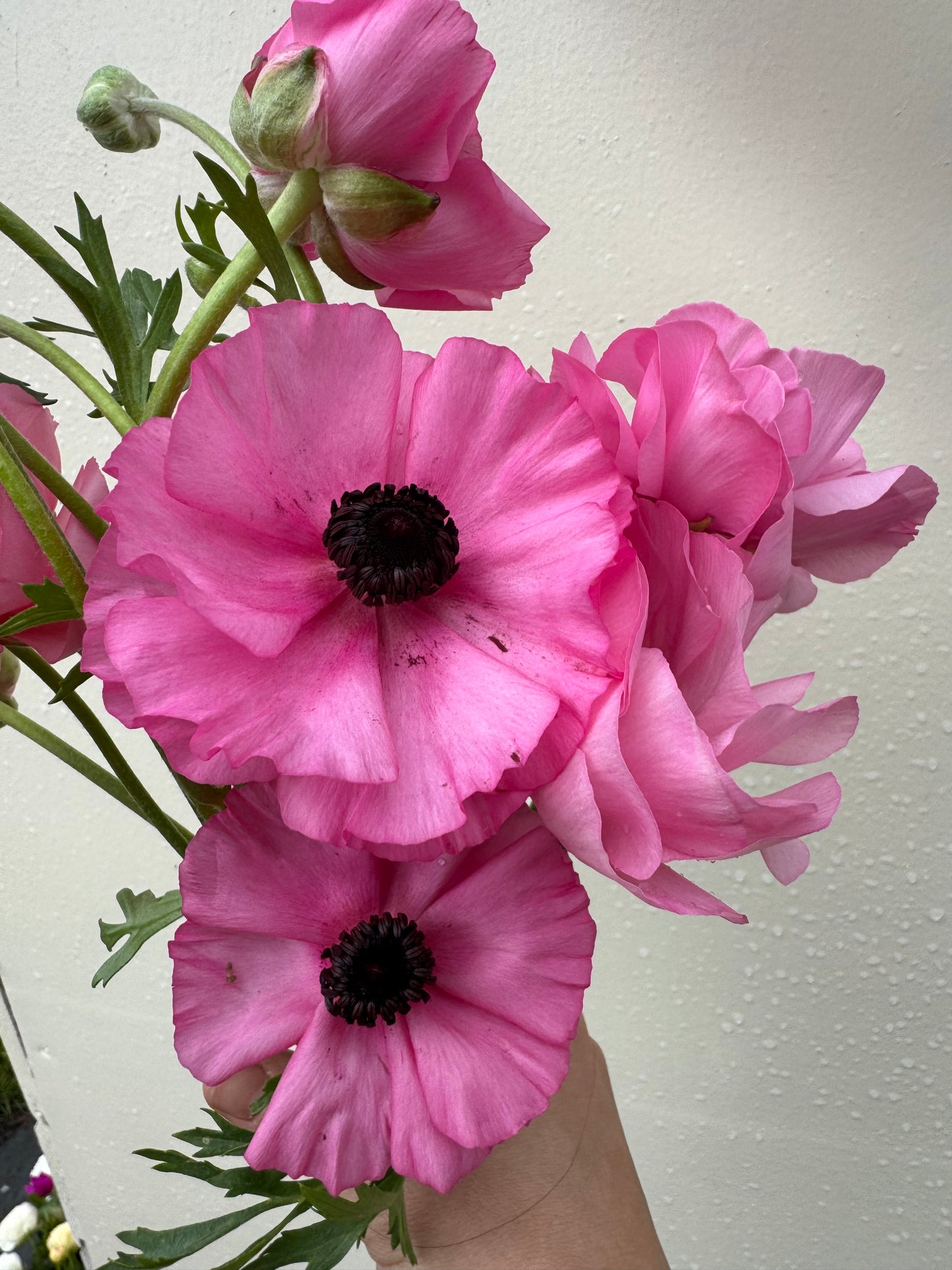 Ranunculus pink mix (10 corms)