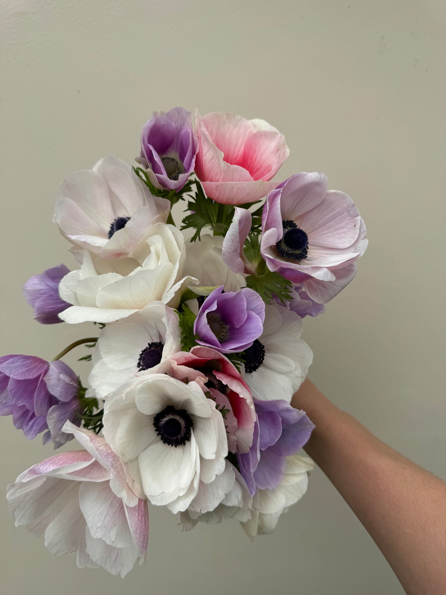 Anemones - Pastel and rainbow mix (10 corms)