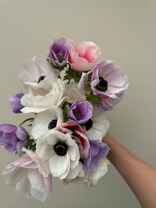 Anemones - Pastel and rainbow mix (10 corms)