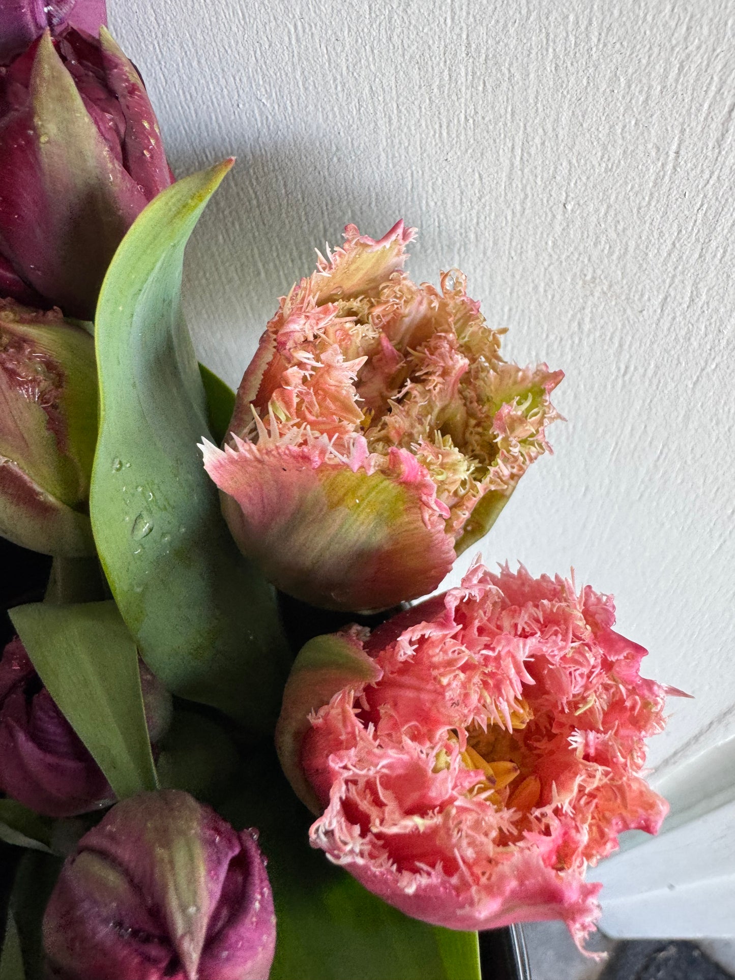 Cairns Tulips (10 bulbs)