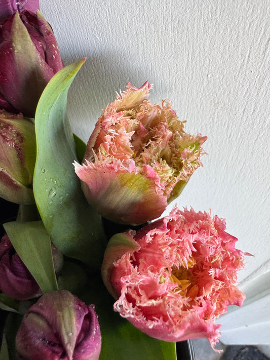 Cairns Tulips (10 bulbs)