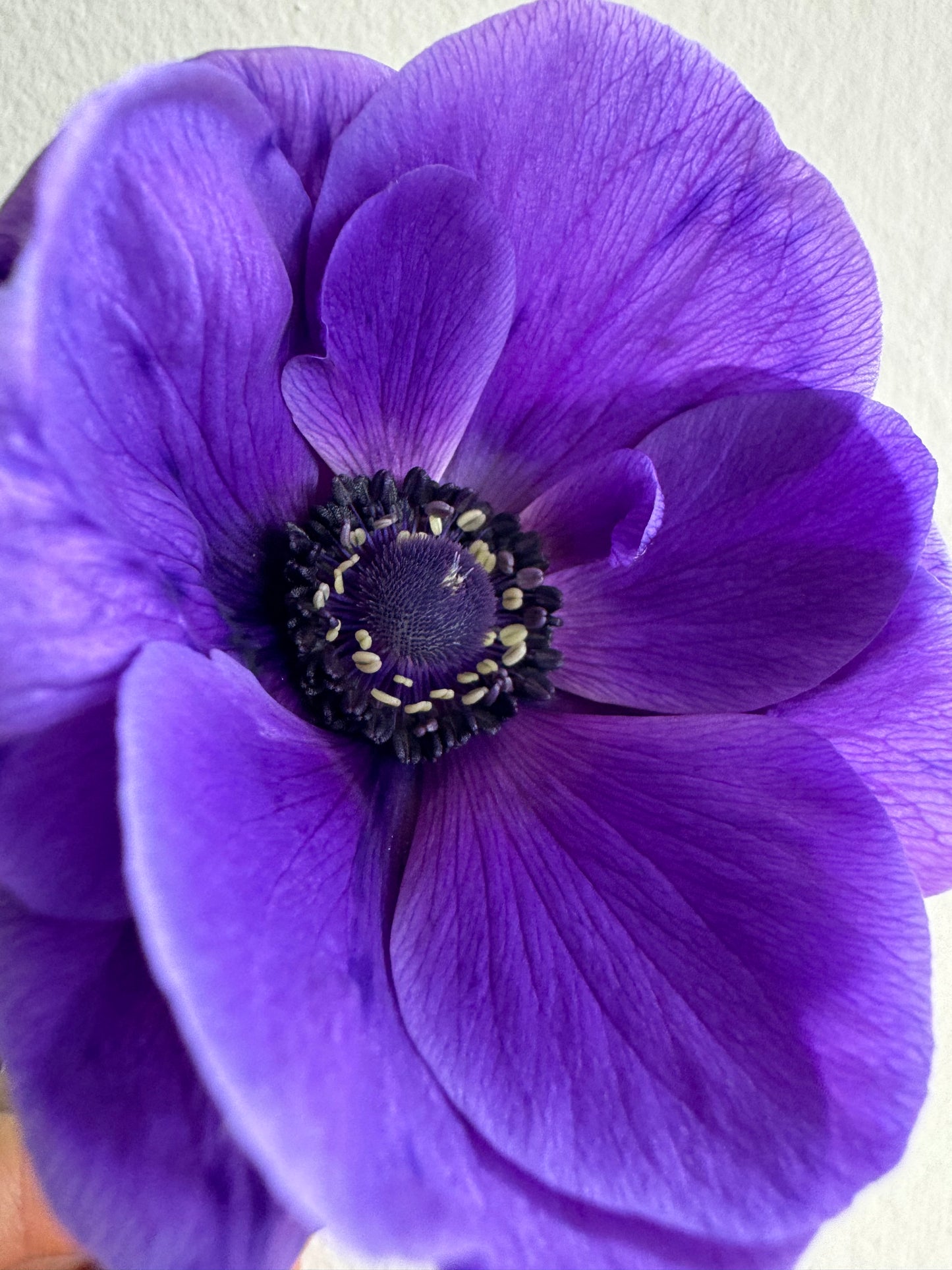 Blue Anemones (10 corms)