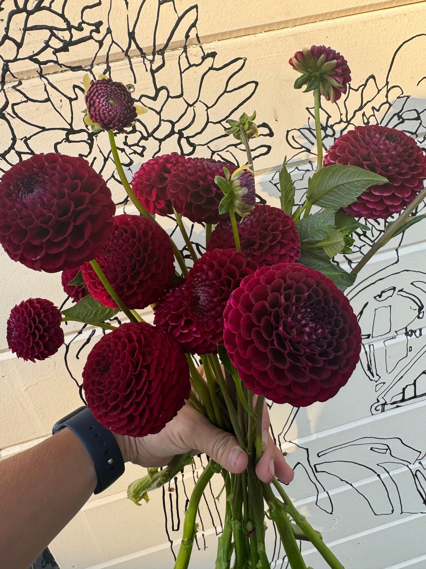 Hollyhill Black Cherry