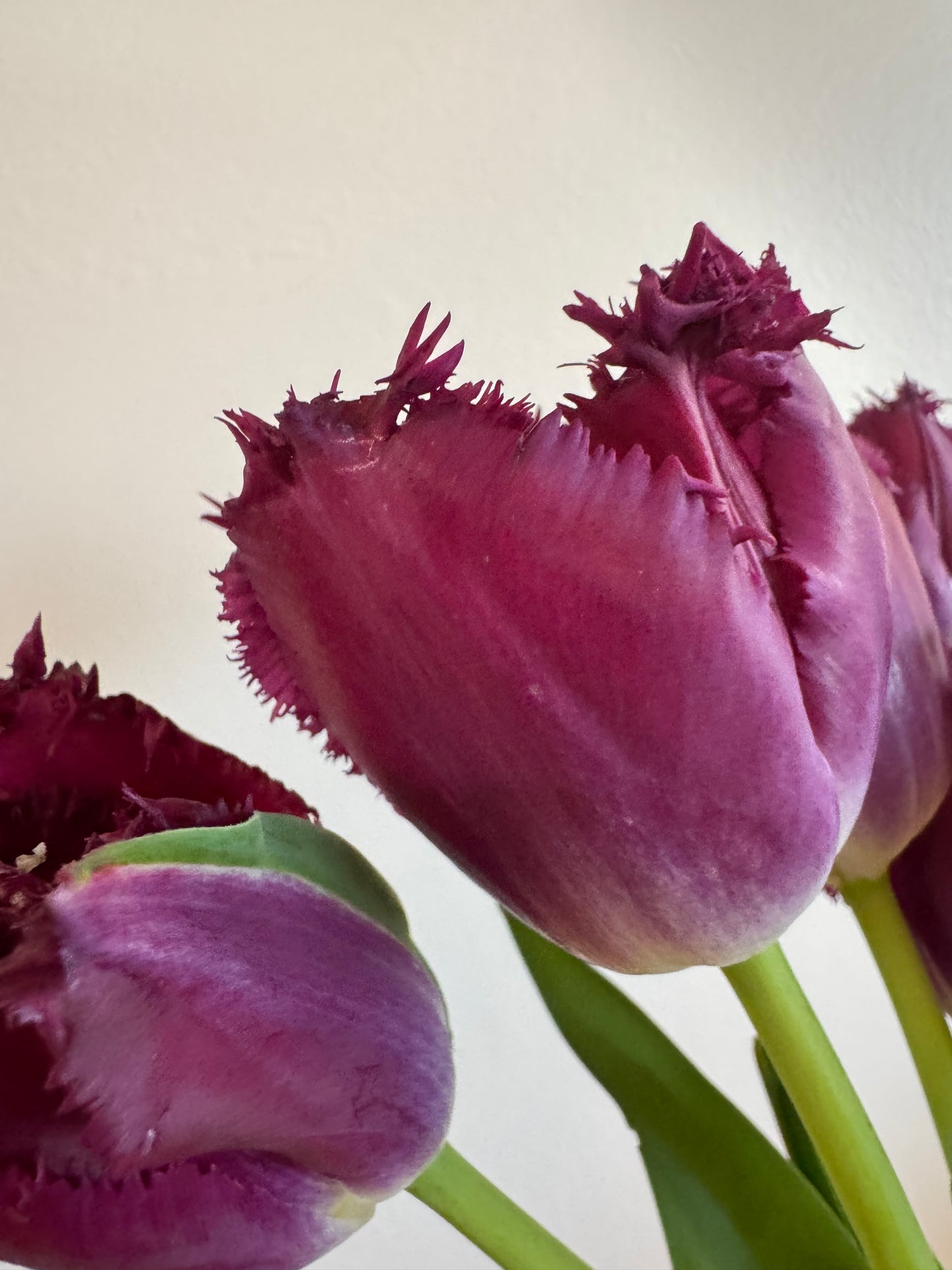Purple Crystal Fringed Tulips (10 bulbs)