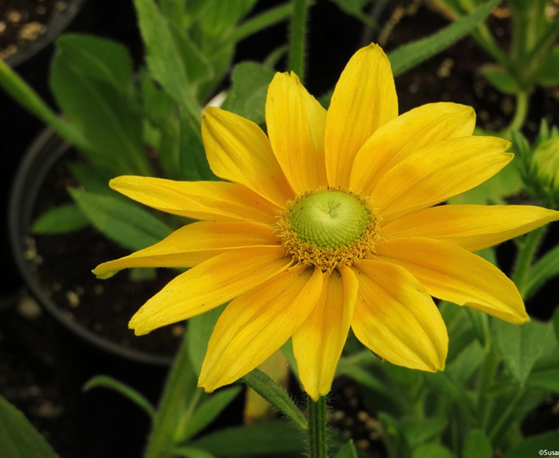 Rudbeckia - Prairie Sun (6)
