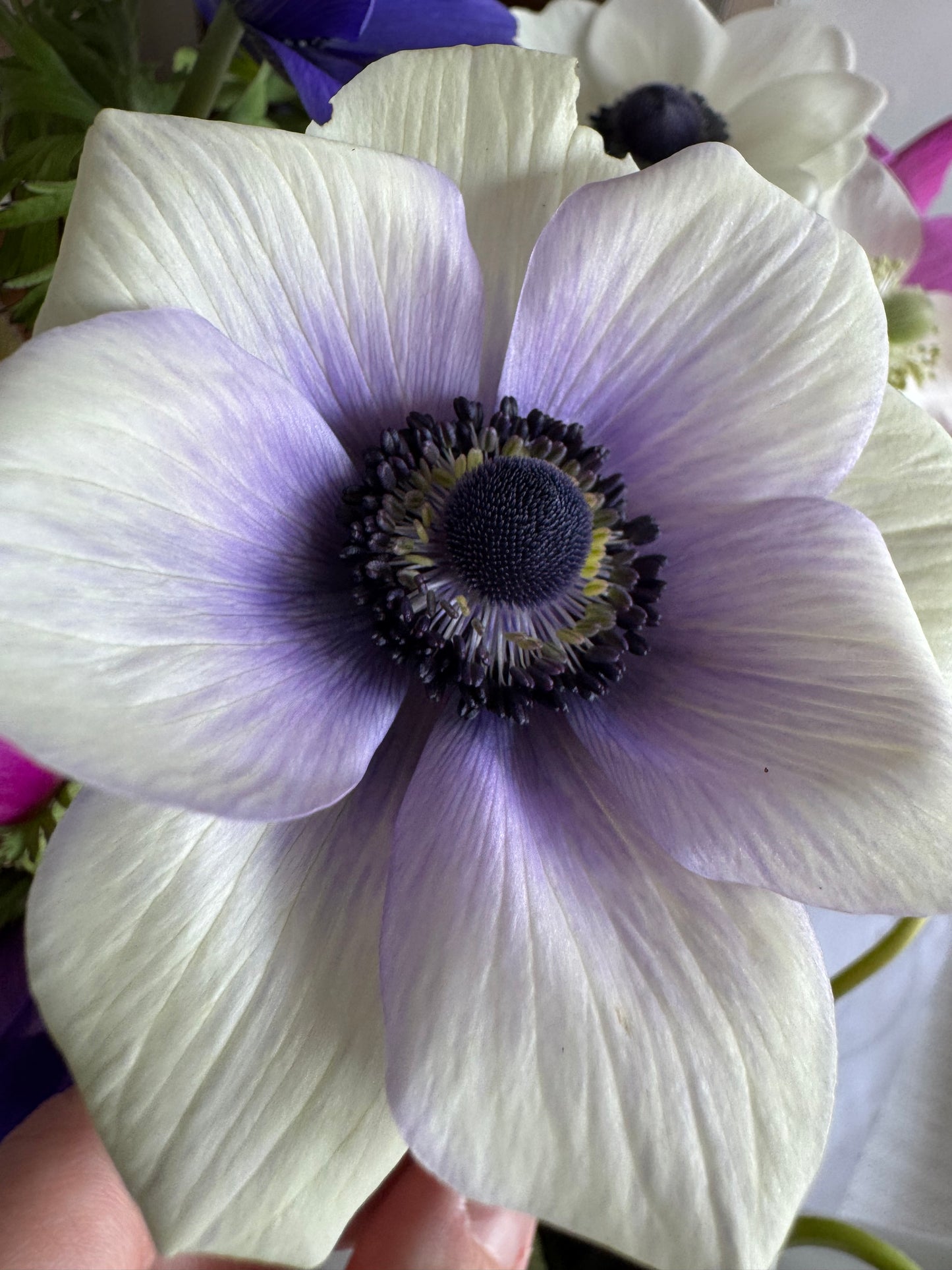 White Anemones (10 corms)