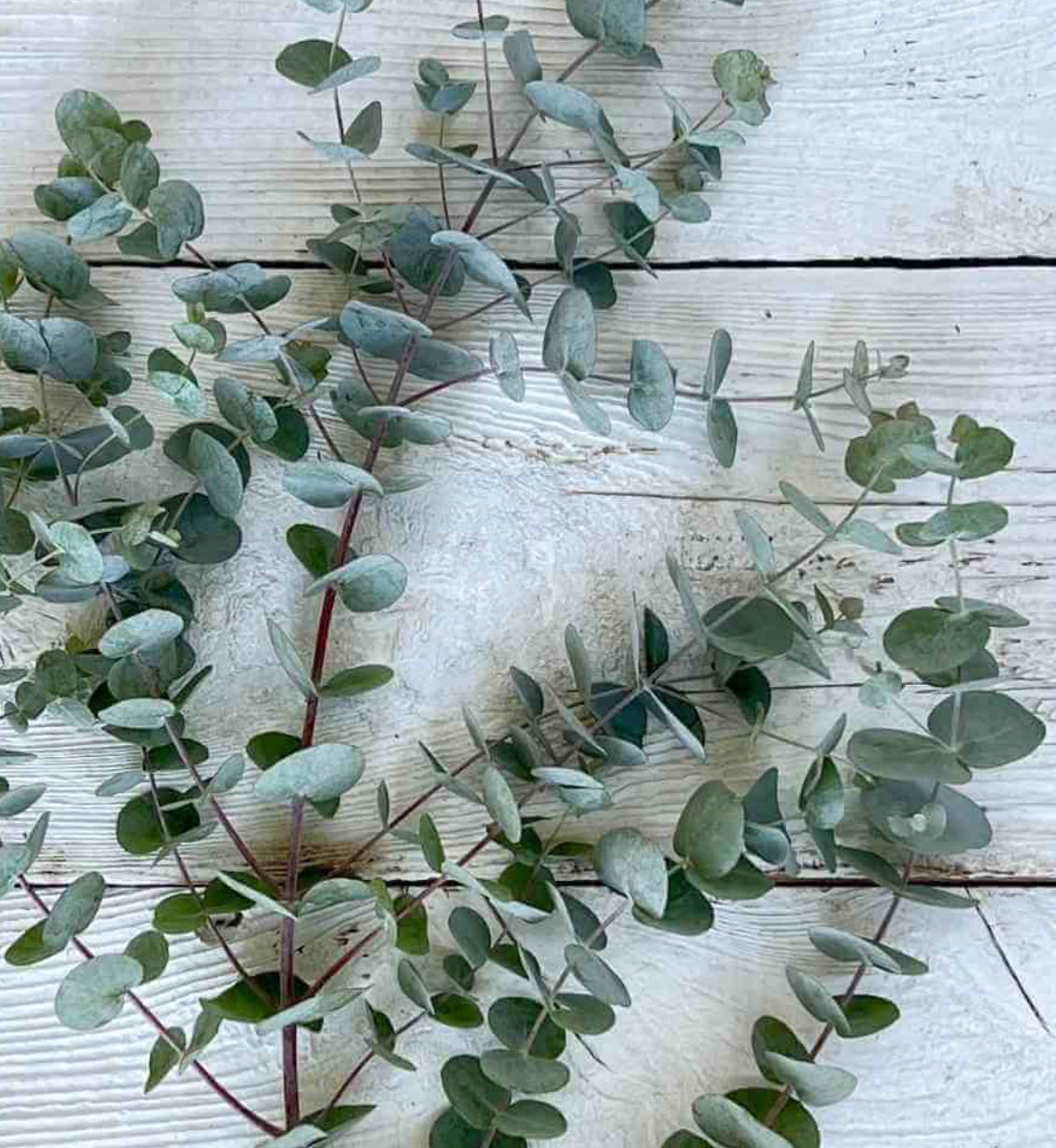 Eucalyptus silver dollar seedlings (6)
