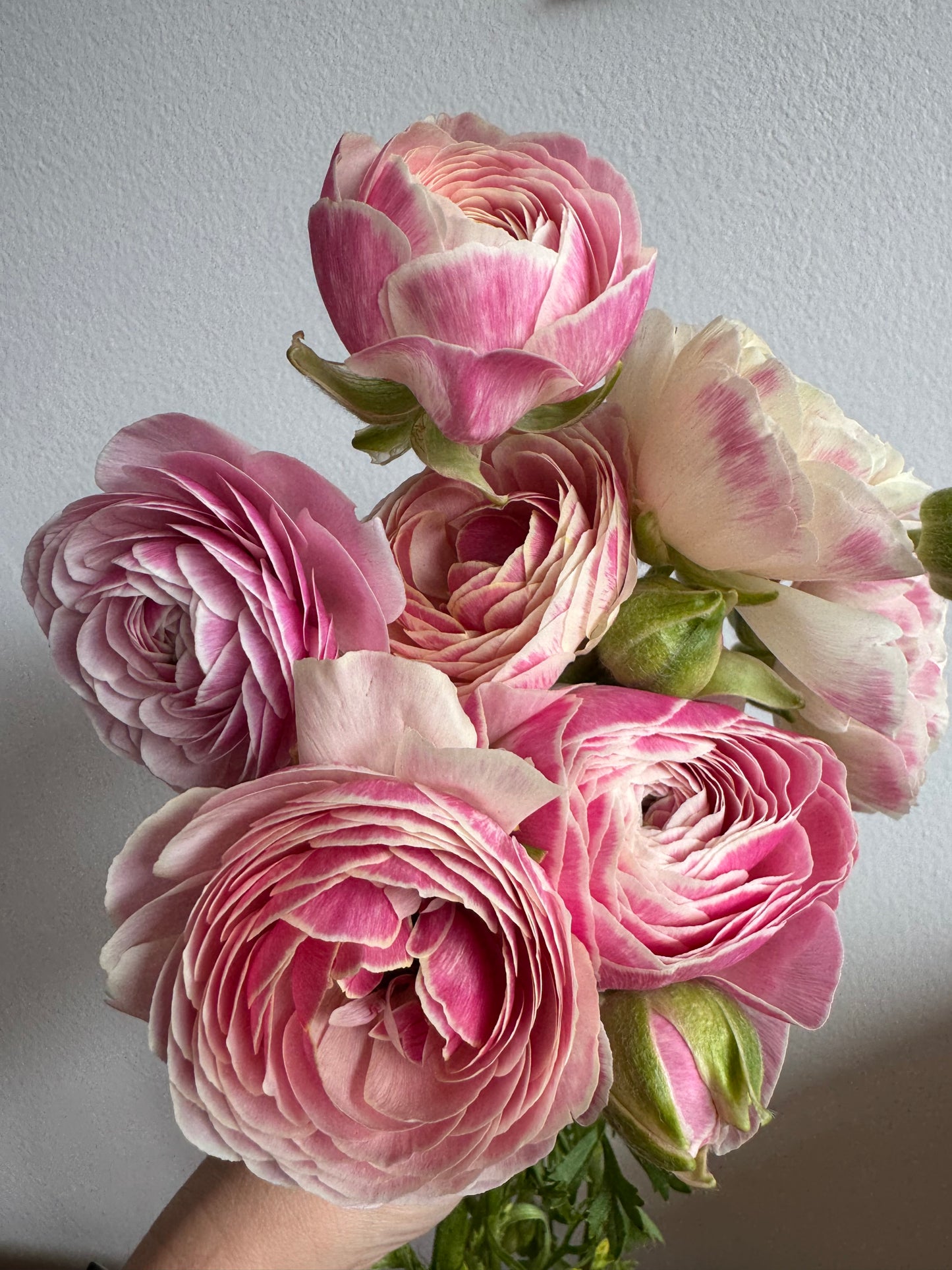 Ranunculus Amandine Porcelain (10 corms)