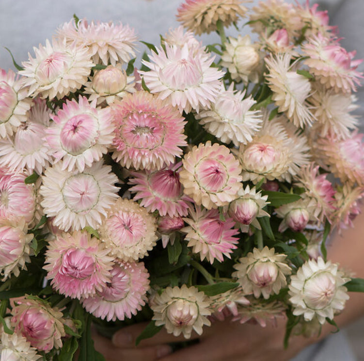 Strawflower seedlings -  silvery rose (6)