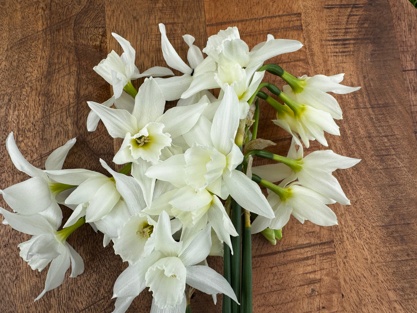 Daffodil - Thalia  (10 bulbs)
