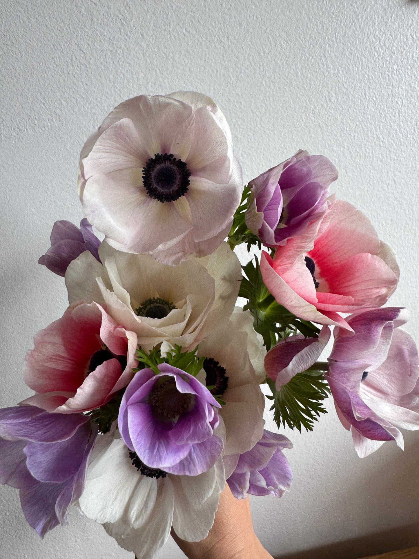 Anemones - Pastel and rainbow mix (10 corms)