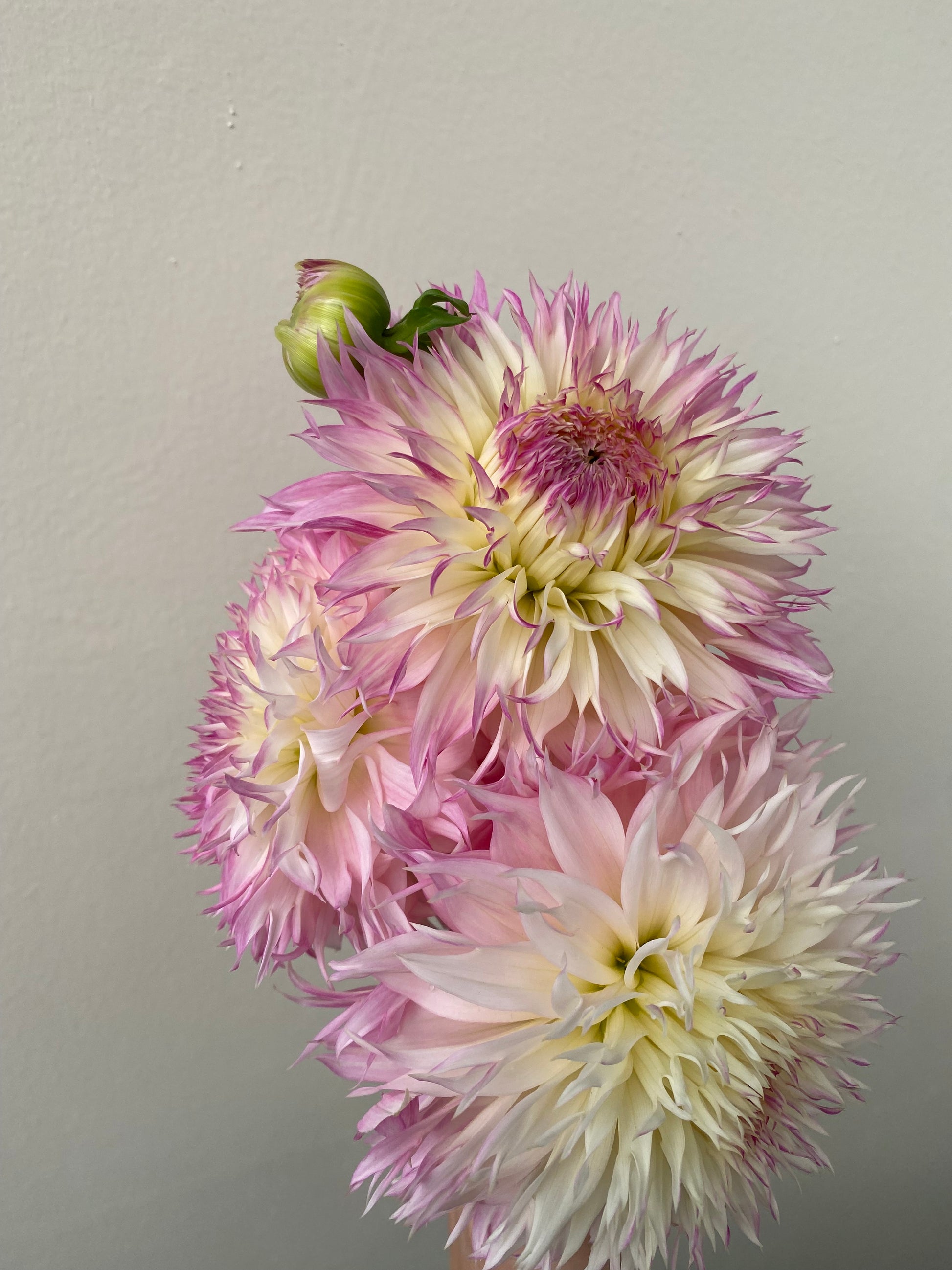 Three Pineland Princess dahlias held in front of a white background.