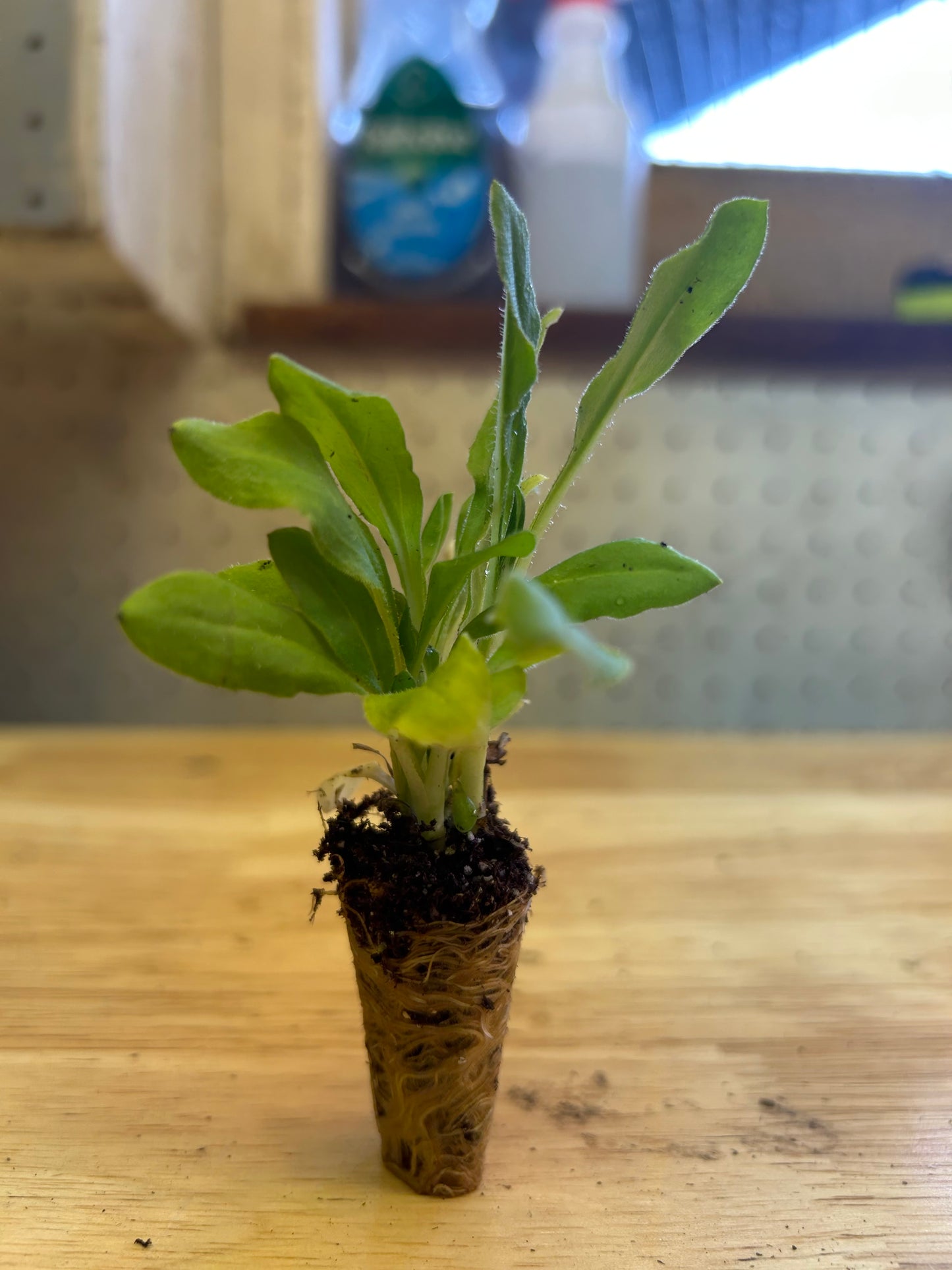 Strawflower seedlings - raspberry rose (6)
