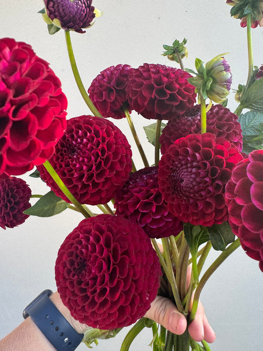 Hollyhill Black Cherry