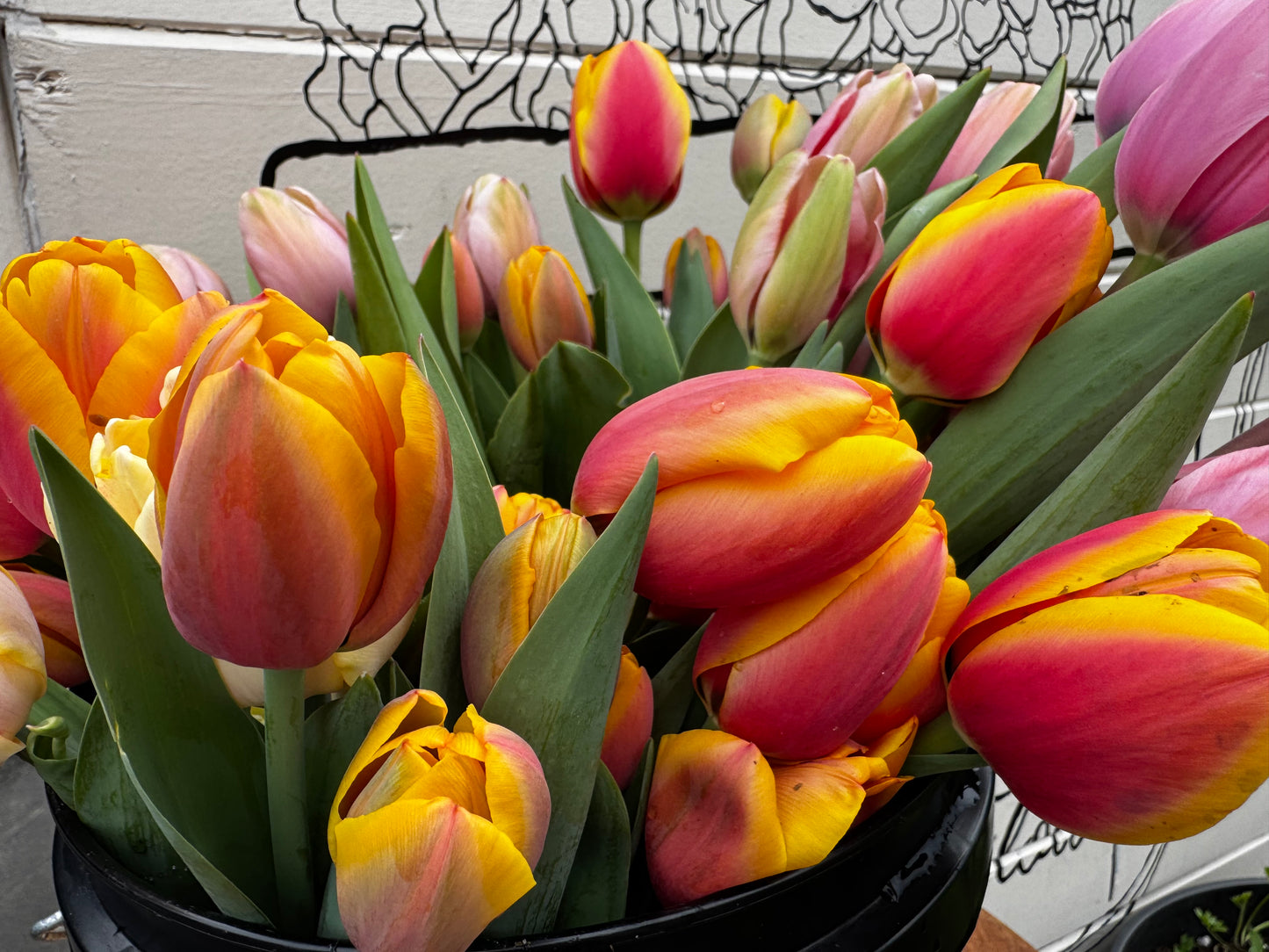 Tulip mix (25 bulbs)