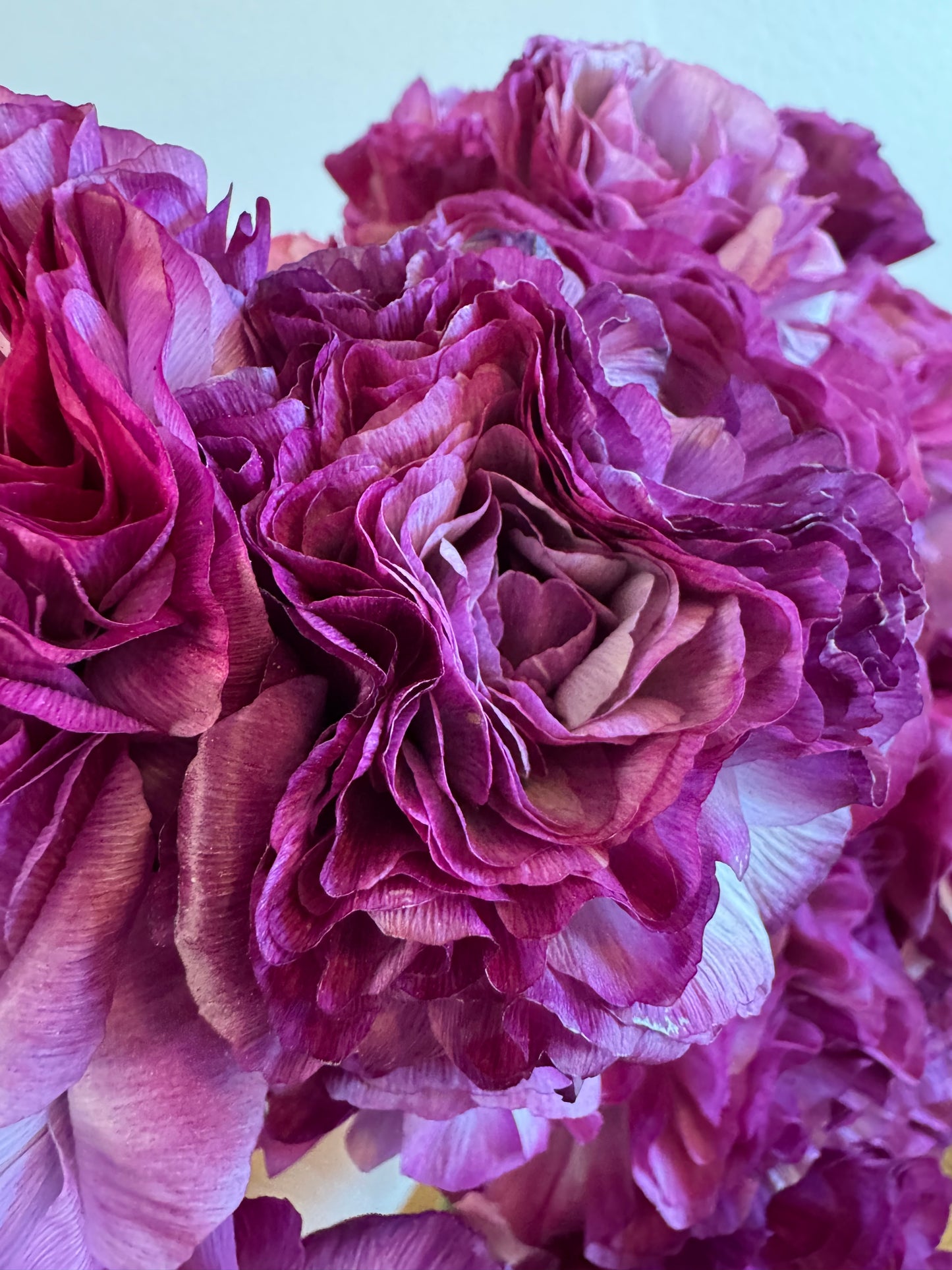 BUNDLE: Romance Ranunculus - Loubeyres, Courchevel, Seine, Salerno and Nohant (25 corms)