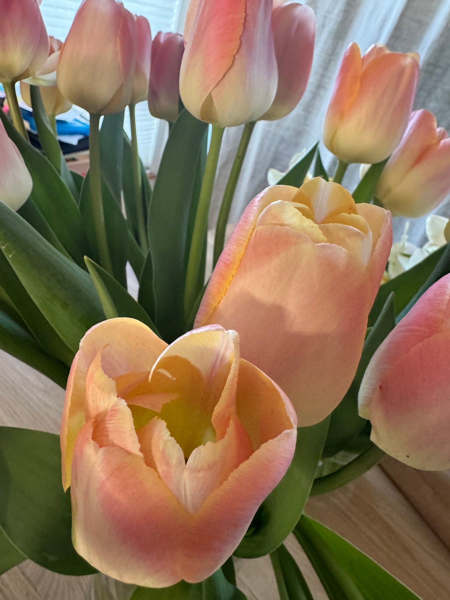 Mango Charm Tulip (10 bulbs)