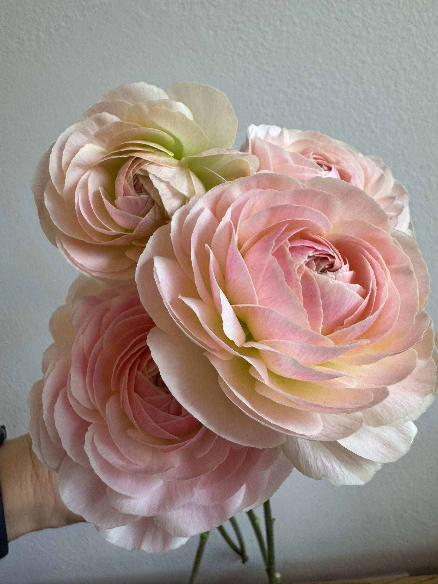 Ranunculus - Romance Maritime (5 corms)