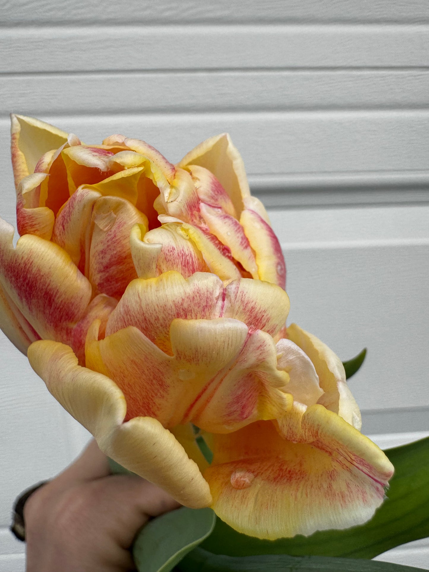 Foxy Foxtrot (10 tulip bulbs)