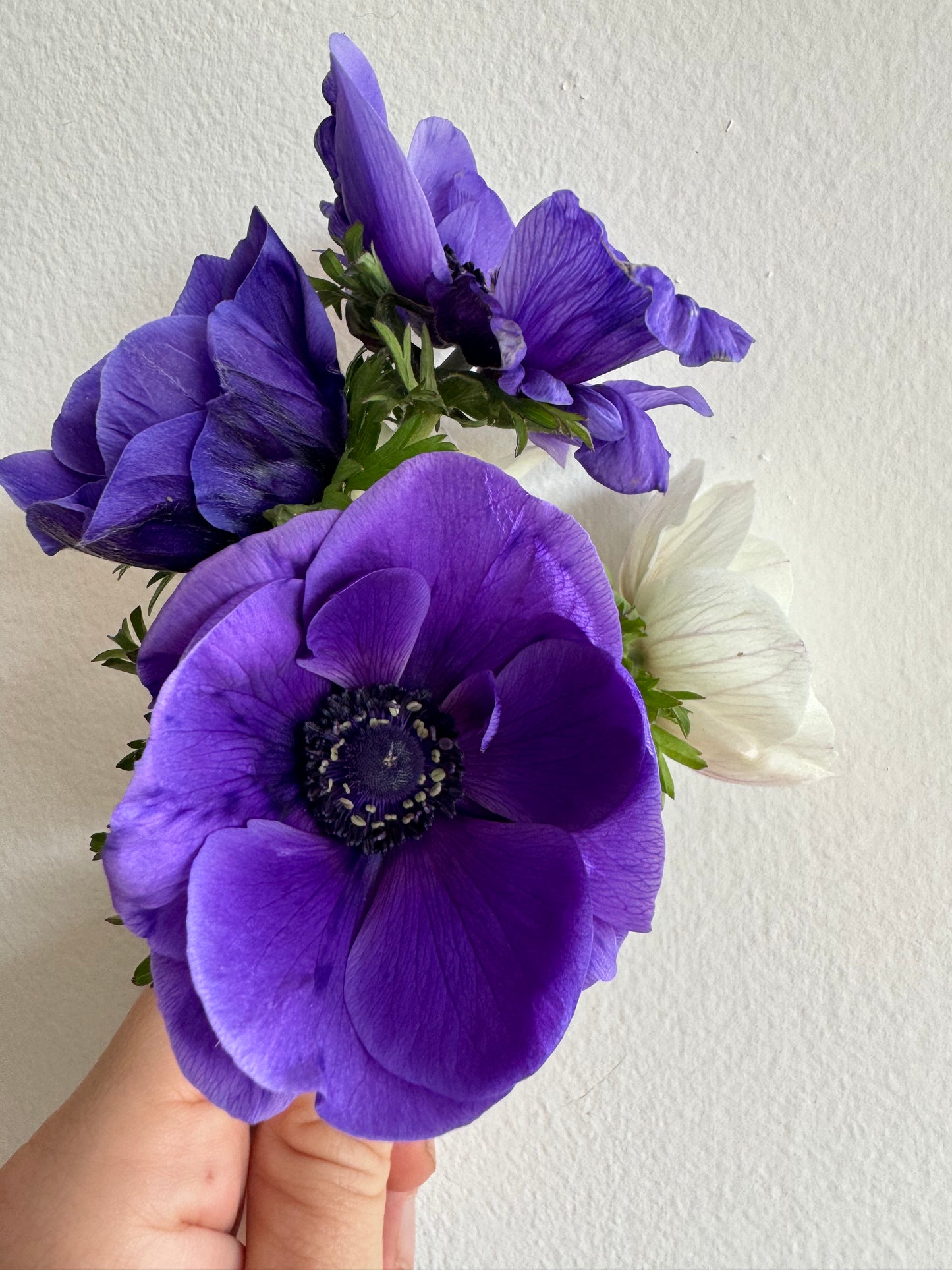 Blue Anemones (10 corms)