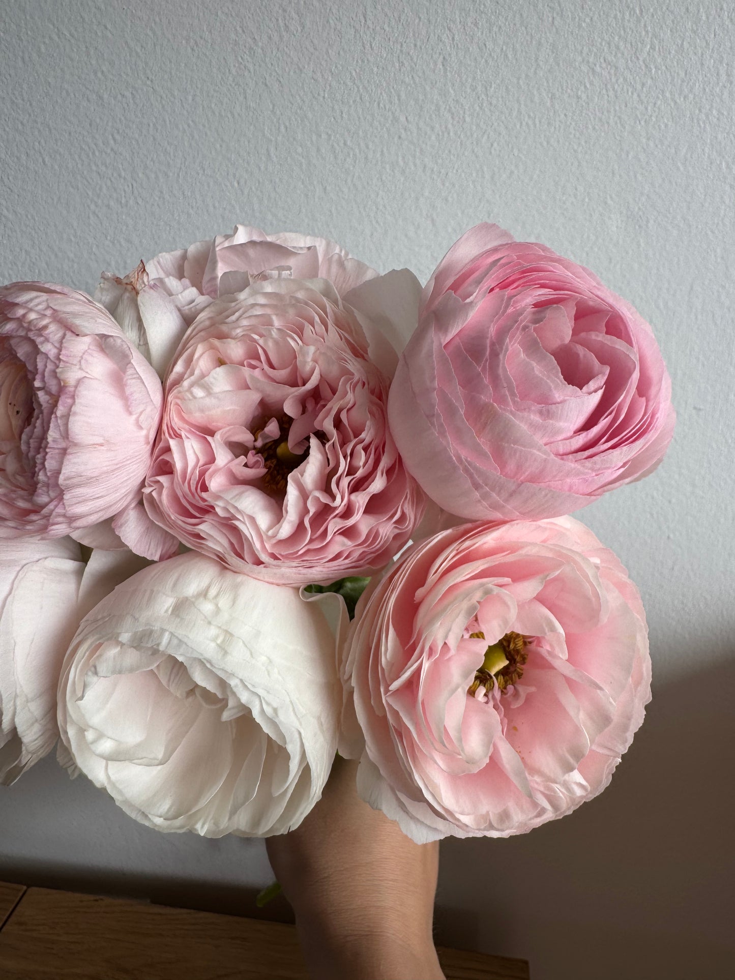 Amandine Chamallow Ranunculus (10 corms)