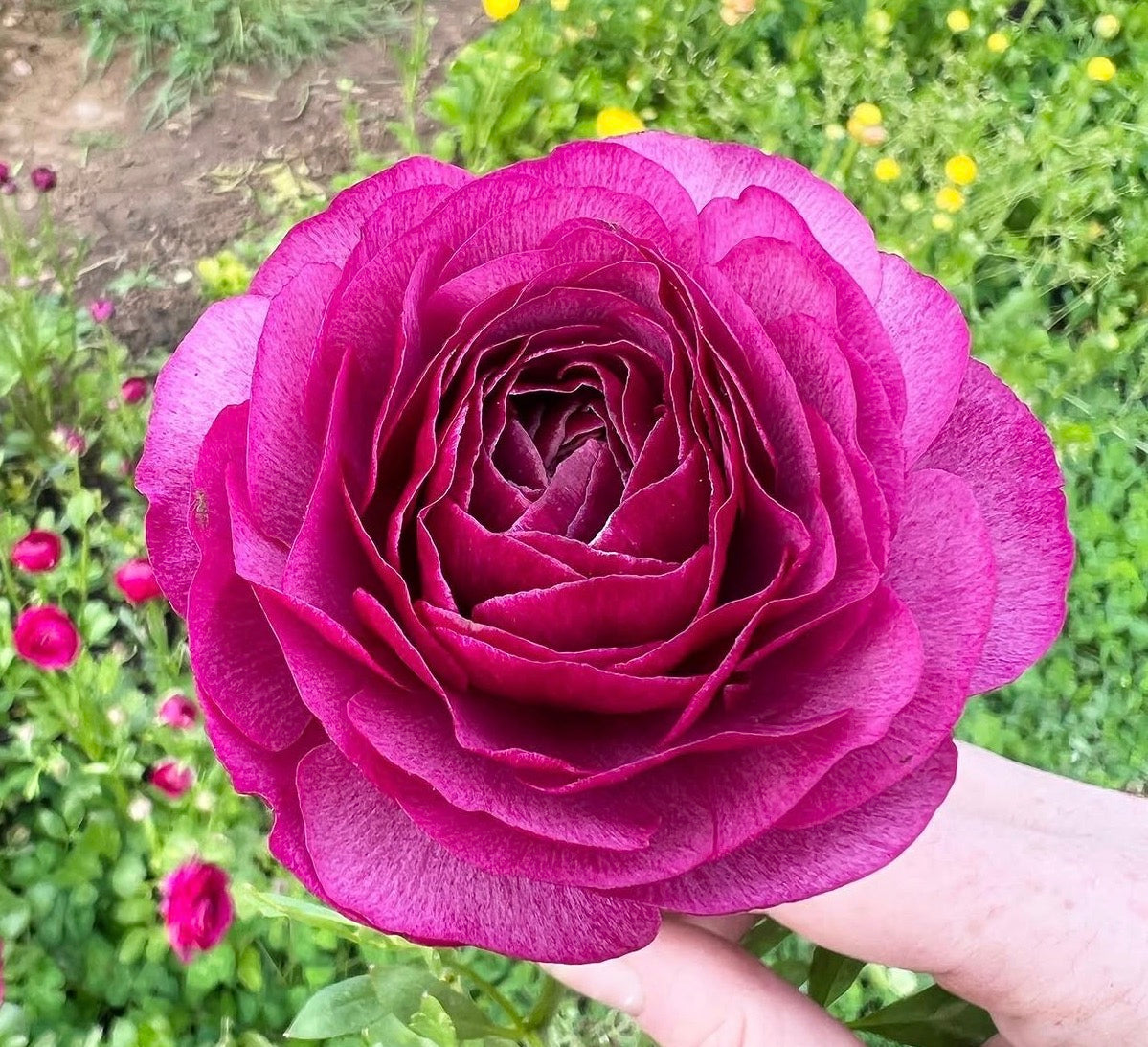 Amandine Violet Ranunculus (10 corms)