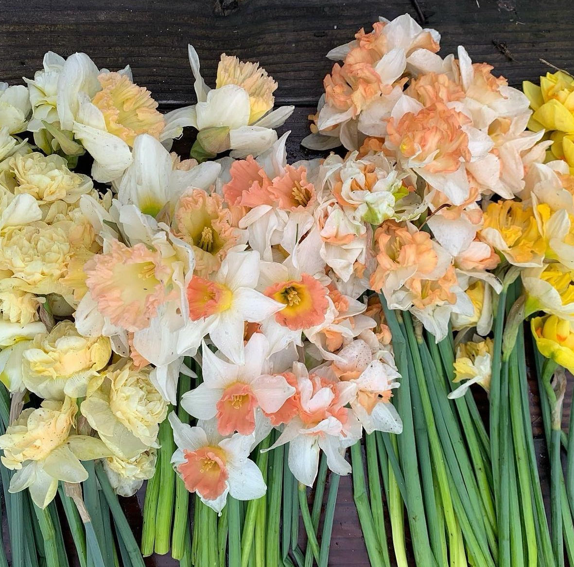 BLACK FRIDAY BUNDLE - Mixed bundle of daffodils (20 bulbs)