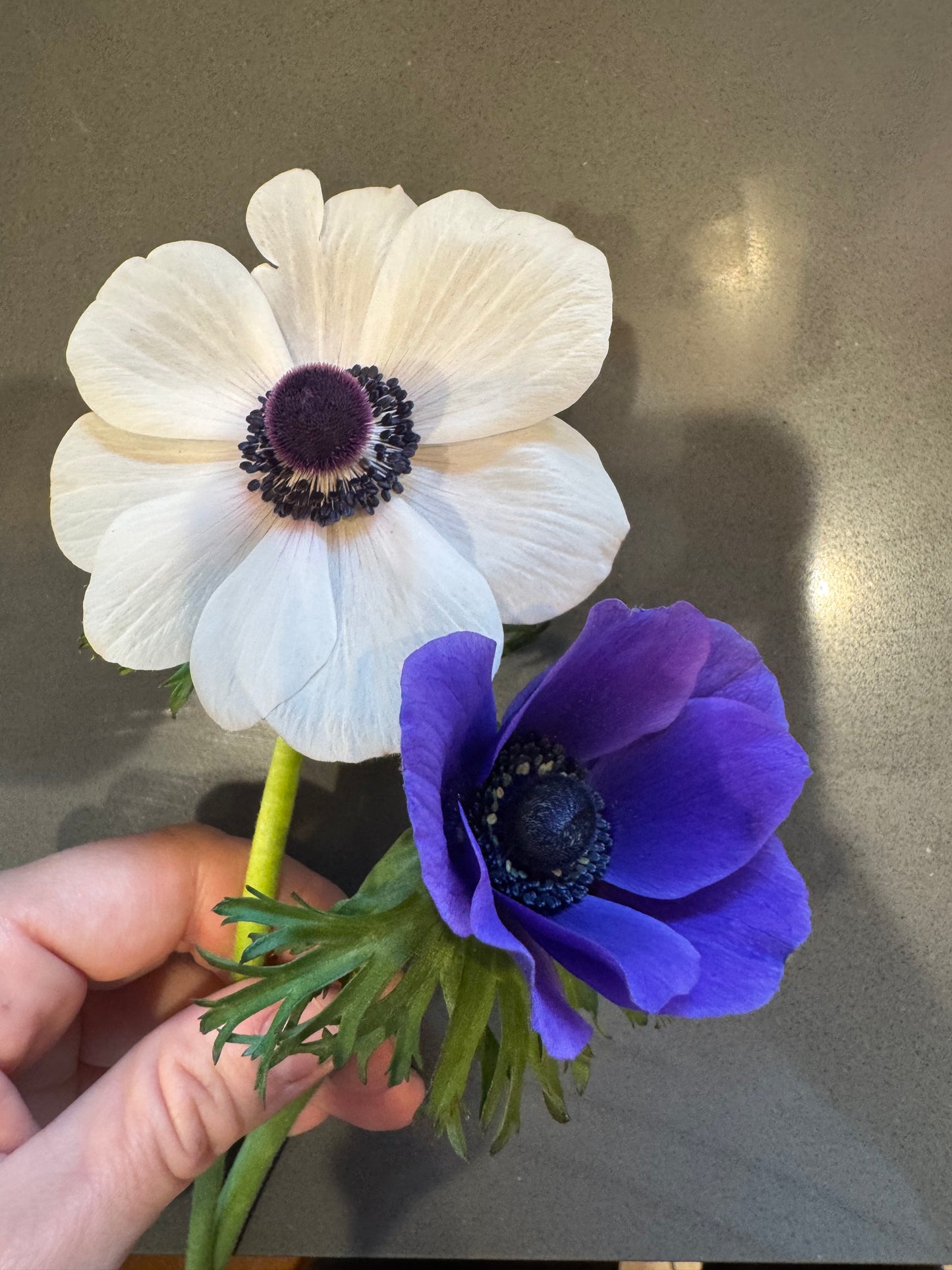 BLACK FRIDAY PRICE: Anemones - bundle of mixed colors (25 corms)