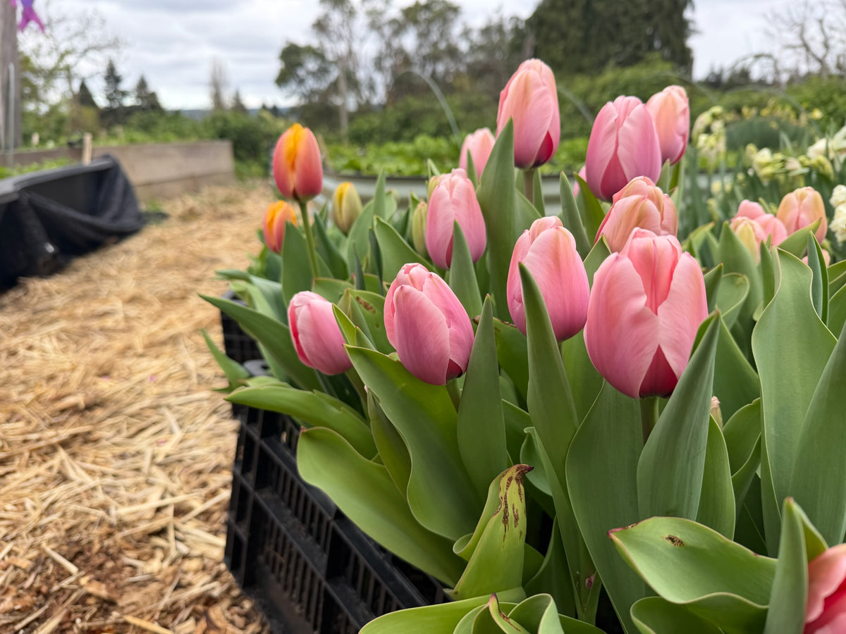 Salmon Impression Tulips (10 bulbs)