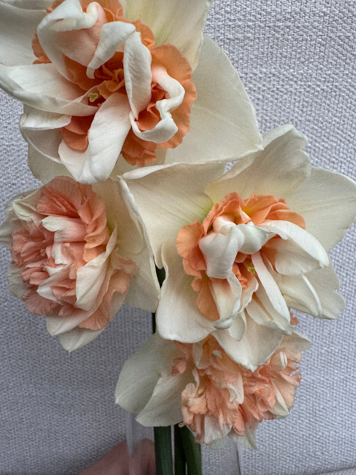 Daffodil - Replete (10 bulbs)