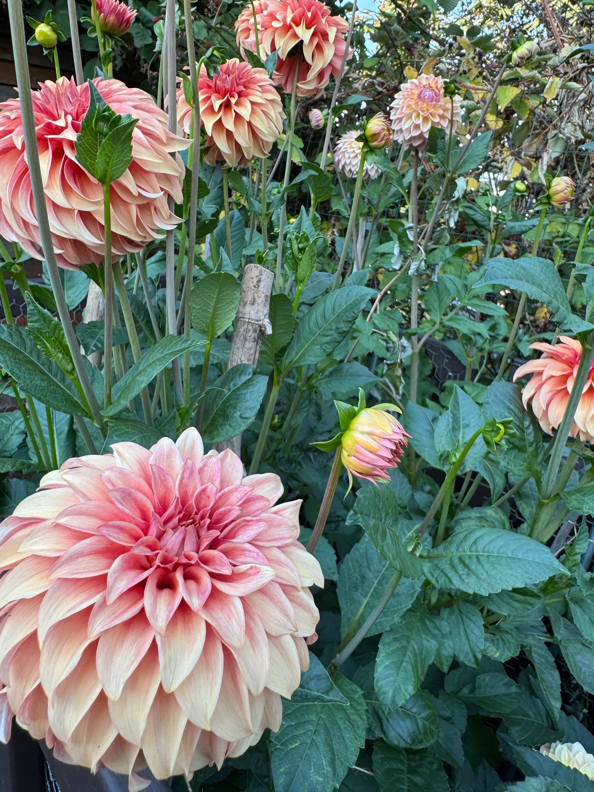 Bloomquist Pleasing dahlias growing in the garden.
