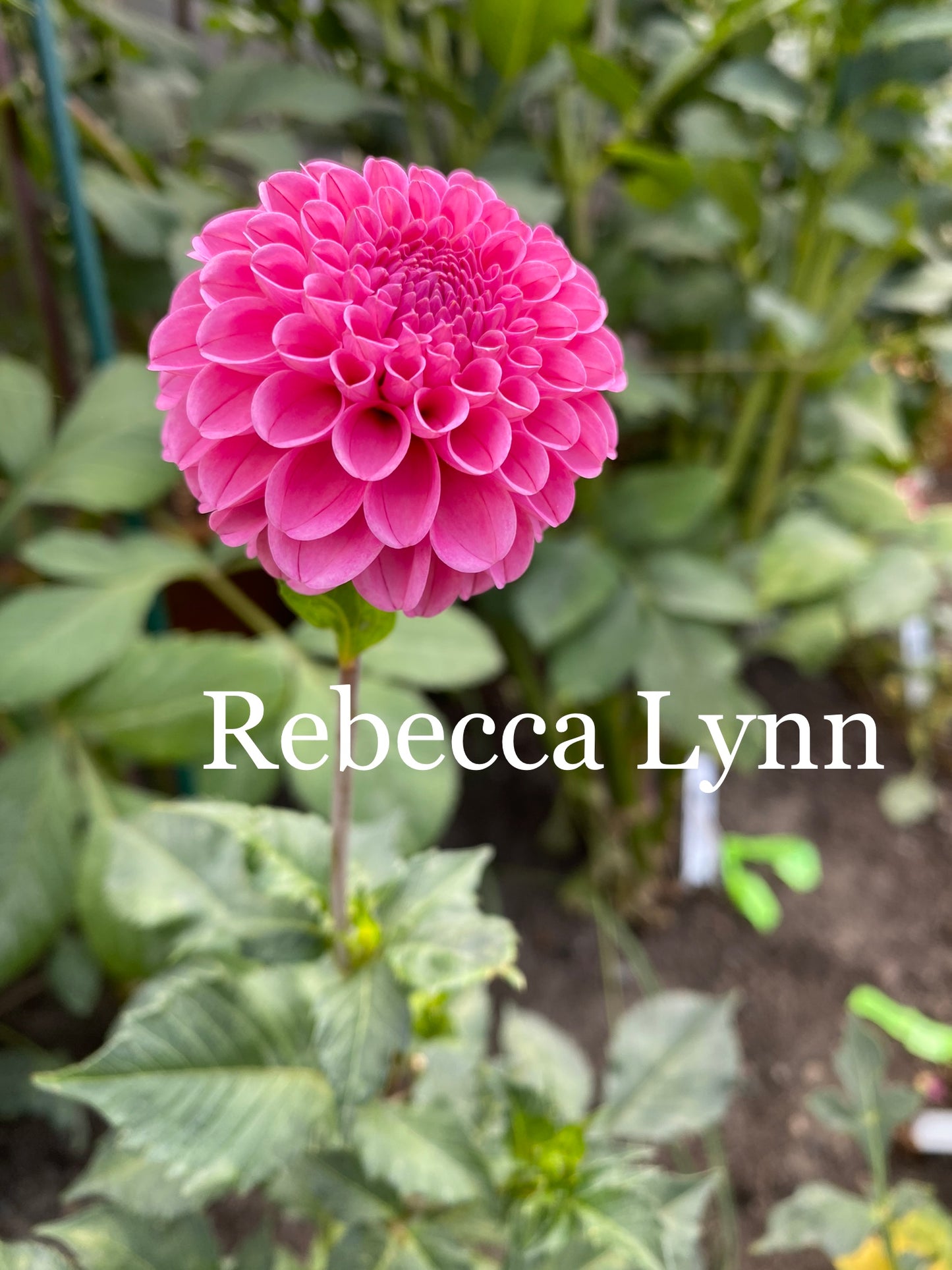 Rebecca Lynn