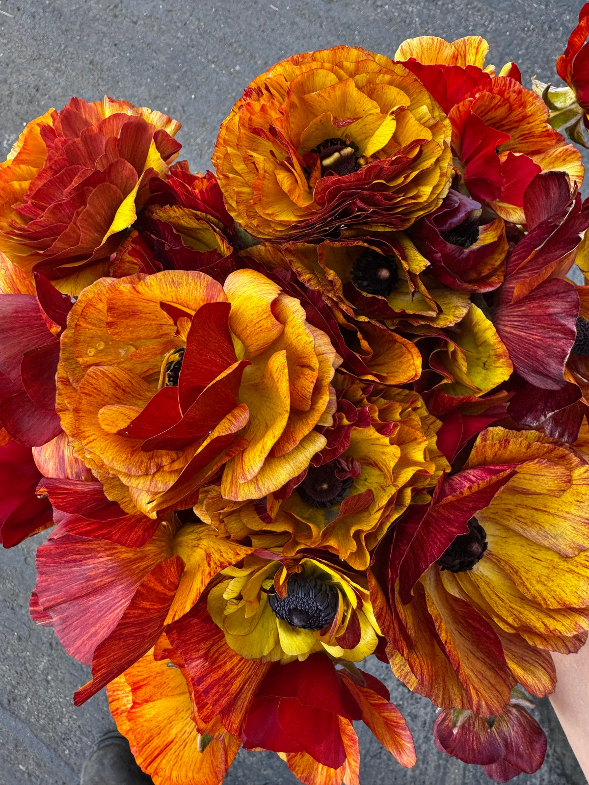 Tecolote Cafe Ranunculus (10 corms)