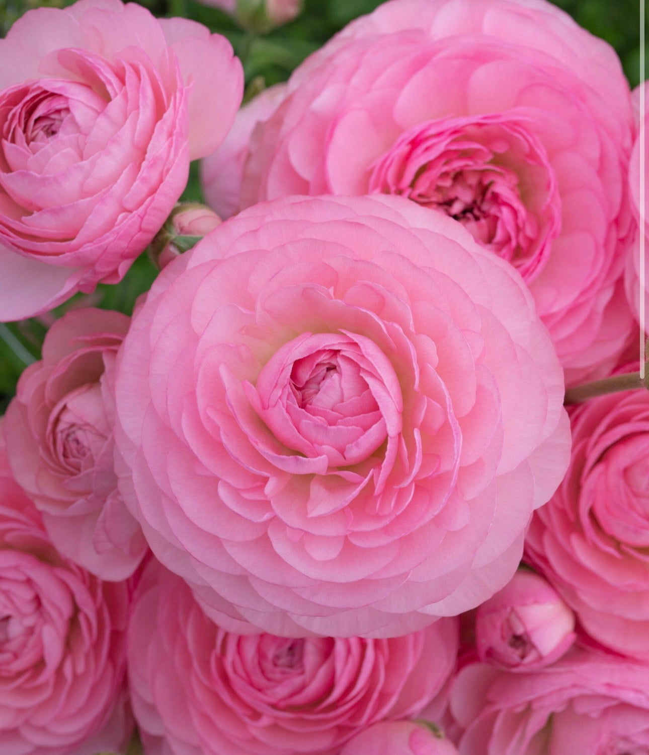 Ranunculus - Romance Louise (5 corms)