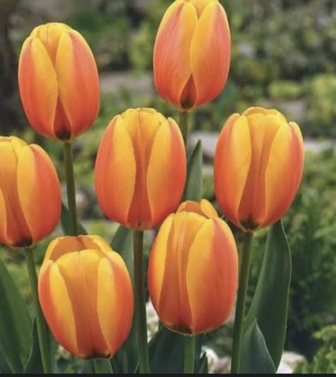 Darwin Hybrid bundle: Salmon Impression, Lady Van Eijk and World Peace (30 bulbs)