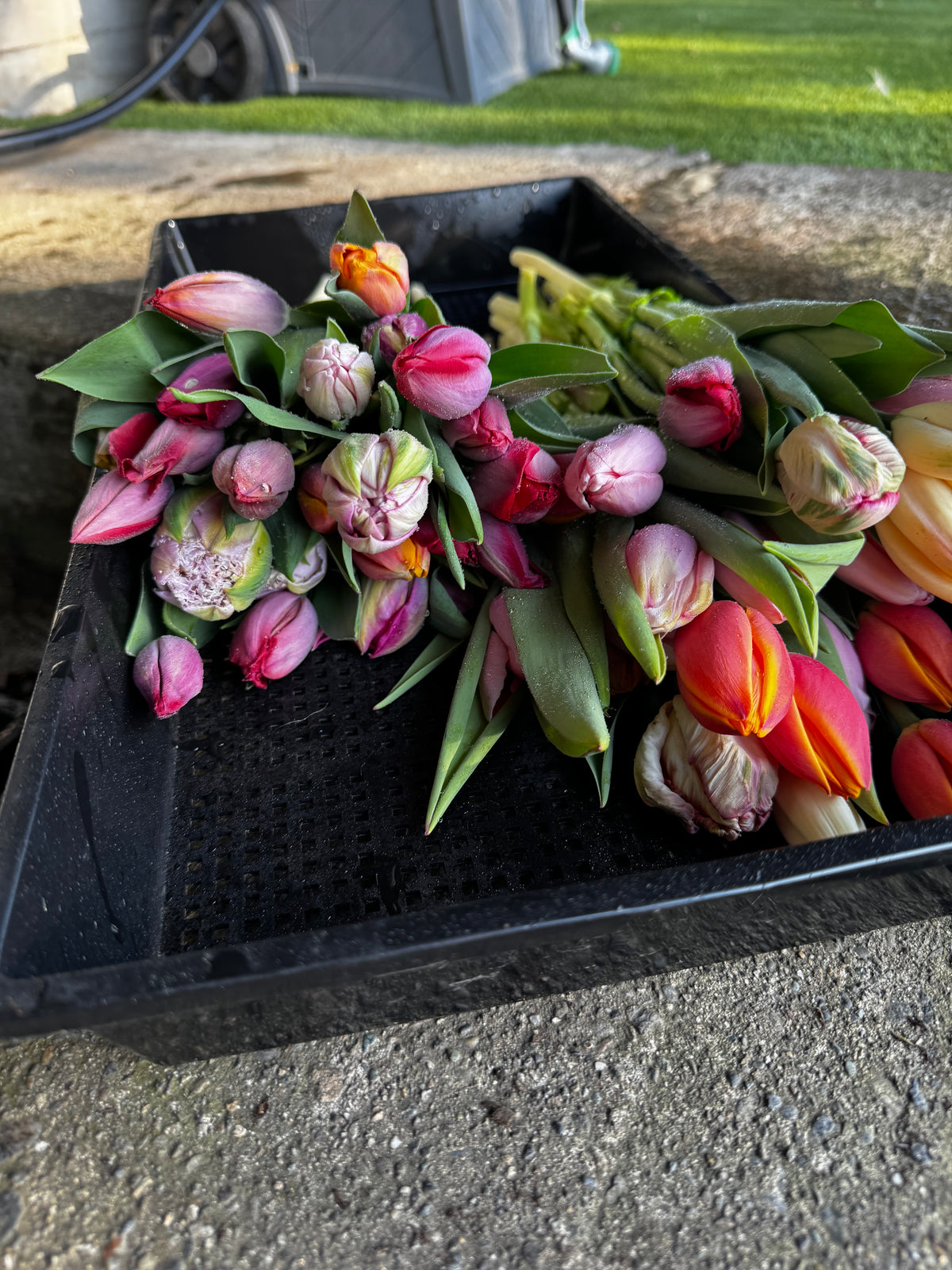 Mixed bundle of tulips (25 bulbs)
