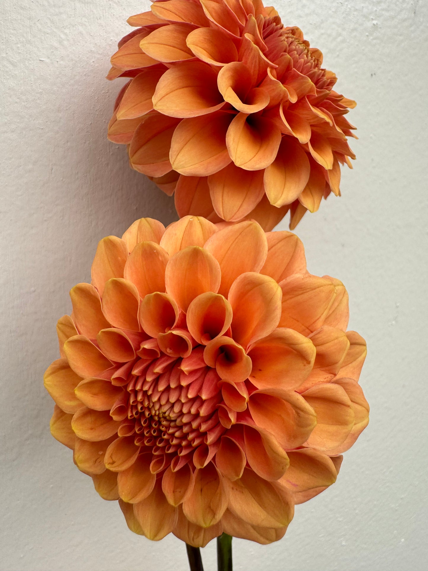 Rose Toscano