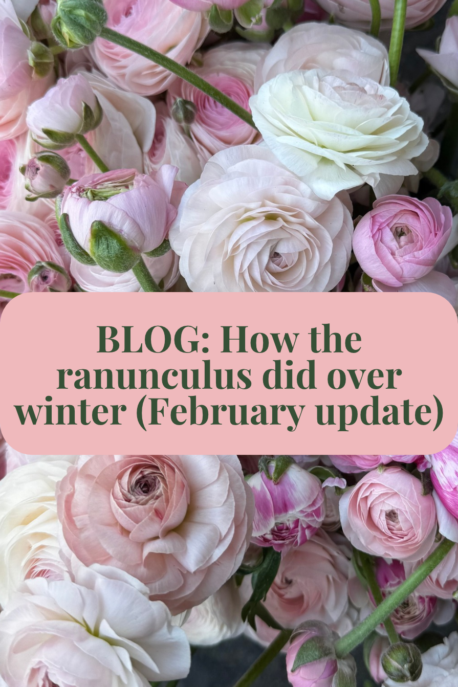 Blog card for the February update on how ranunculus handled a Seattle winter