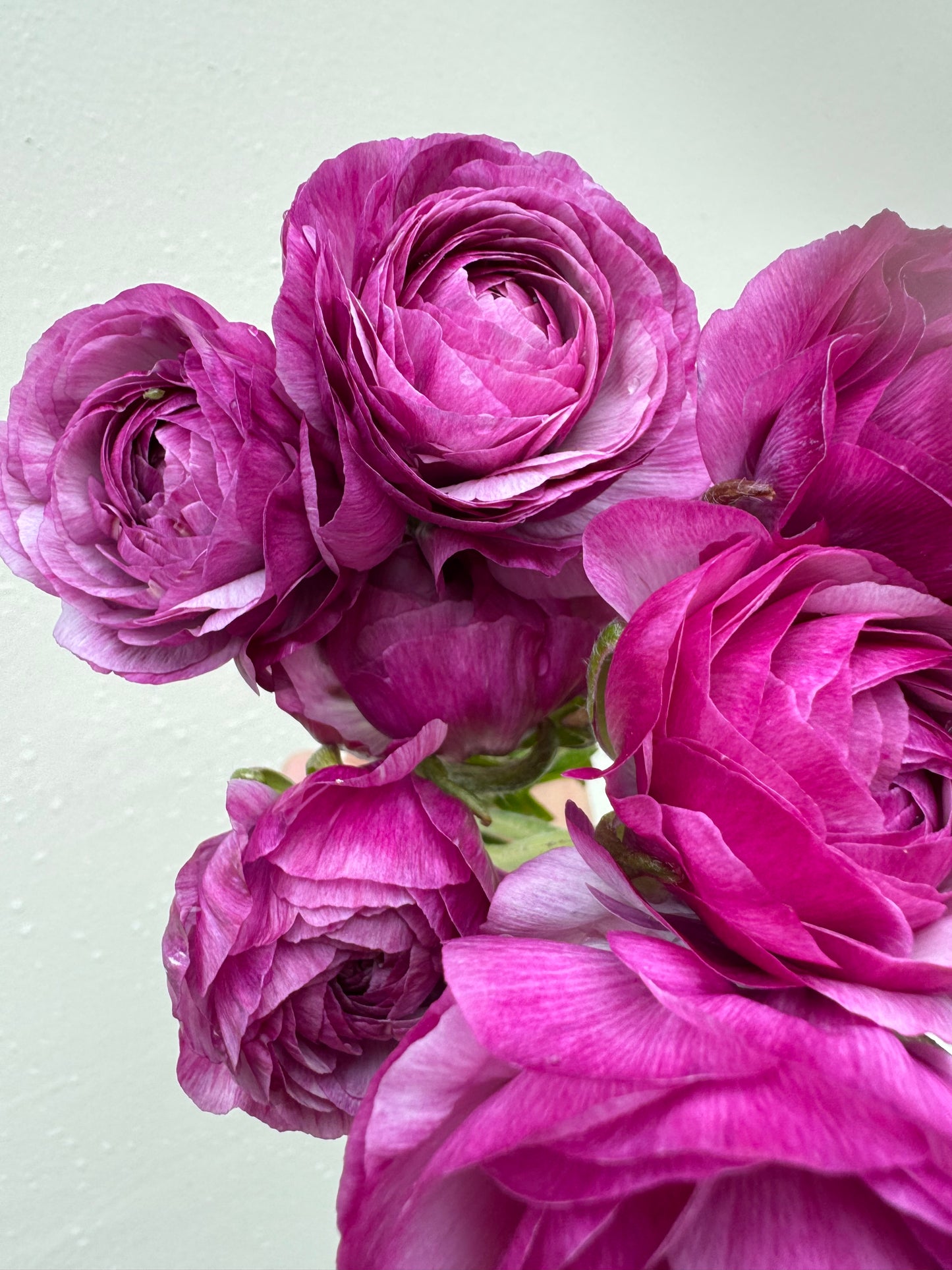 BUNDLE: Romance Ranunculus - Loubeyres, Courchevel, Seine, Salerno and Nohant (25 corms)