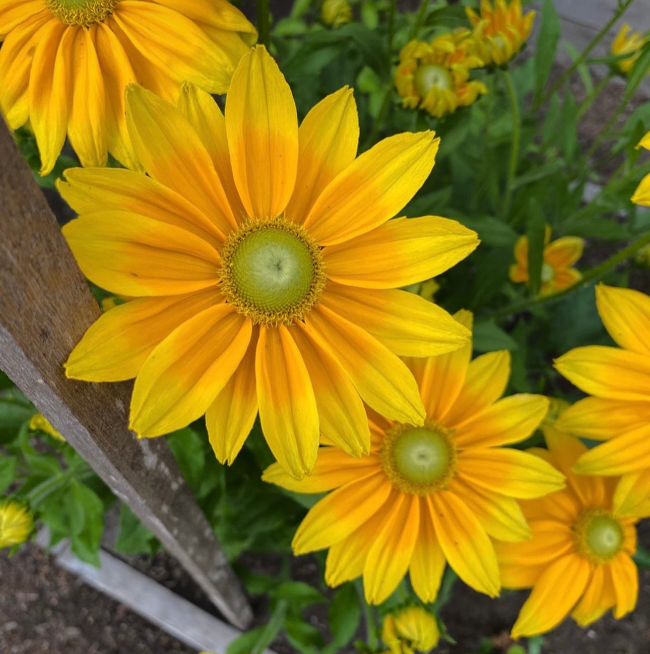 Rudbeckia - Prairie Sun (6)