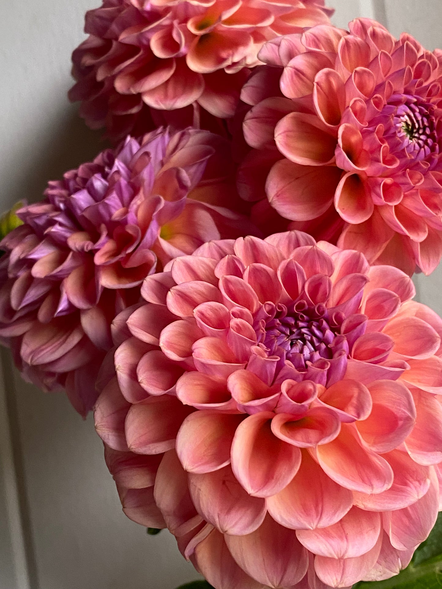 A handful of Chewy dahlias.