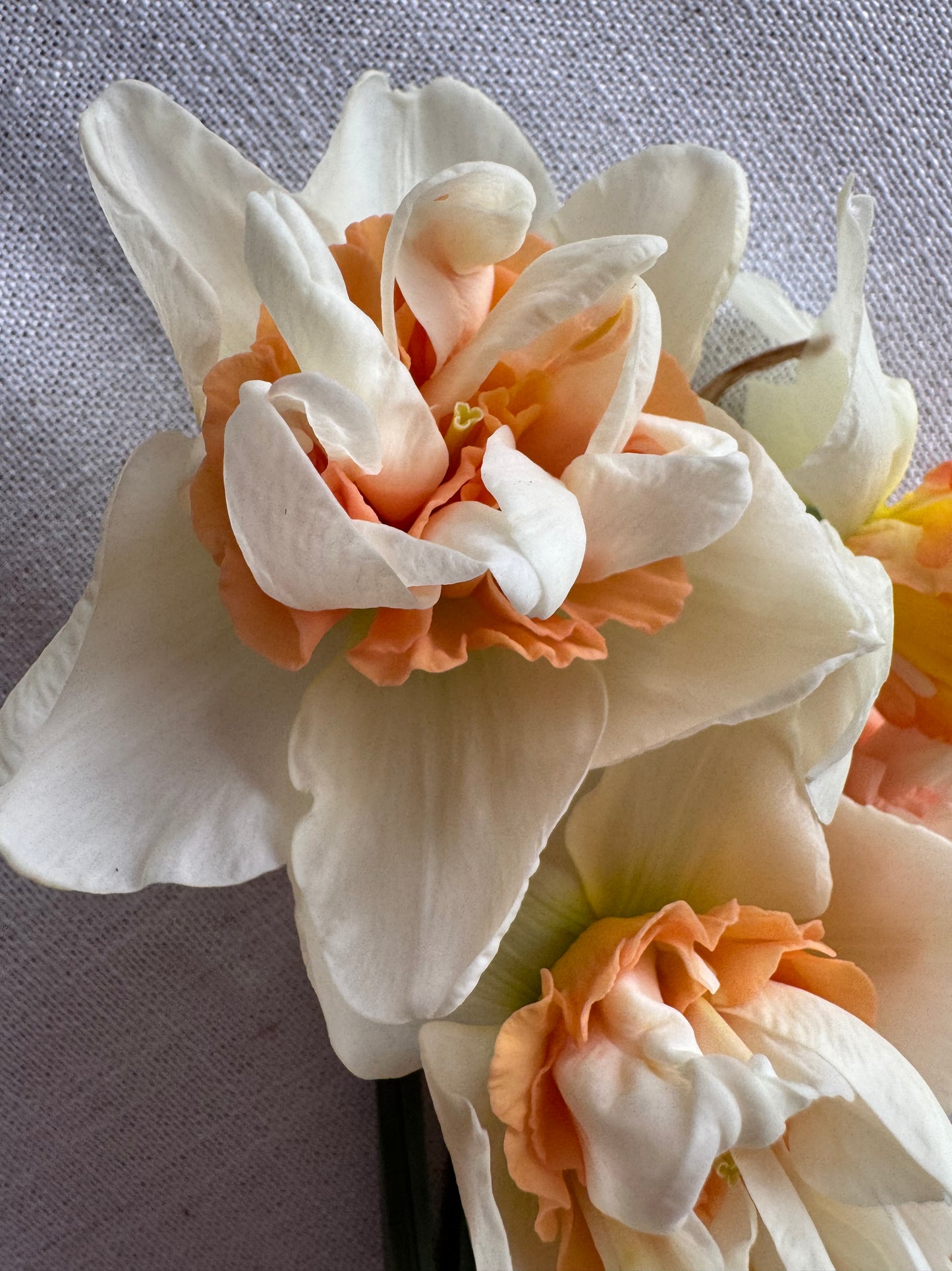 Daffodil - Replete (10 bulbs)